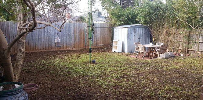 Almost bare lawn with some regrowth.